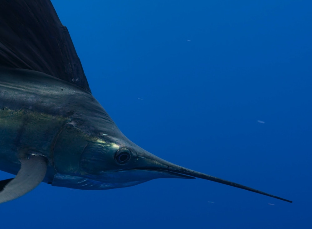 Posso mangiare il pesce spada in gravidanza?