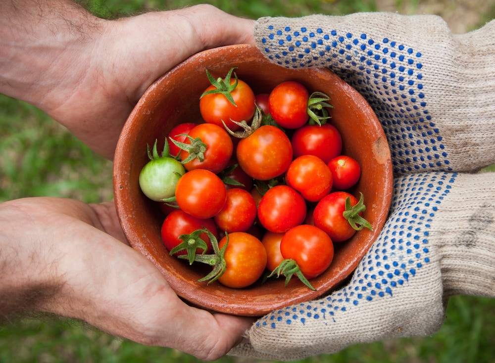 Posso mangiare i pomodori in gravidanza?