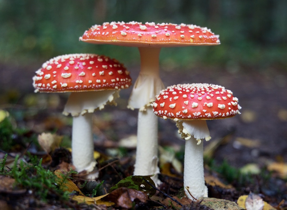 Posso mangiare i funghi in gravidanza?