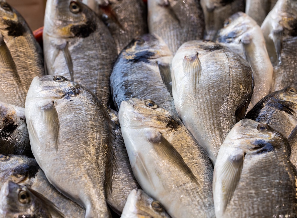 Posso mangiare l'orata in gravidanza?