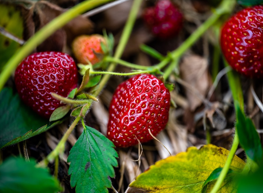 Posso mangiare le fragole in allattamento? 