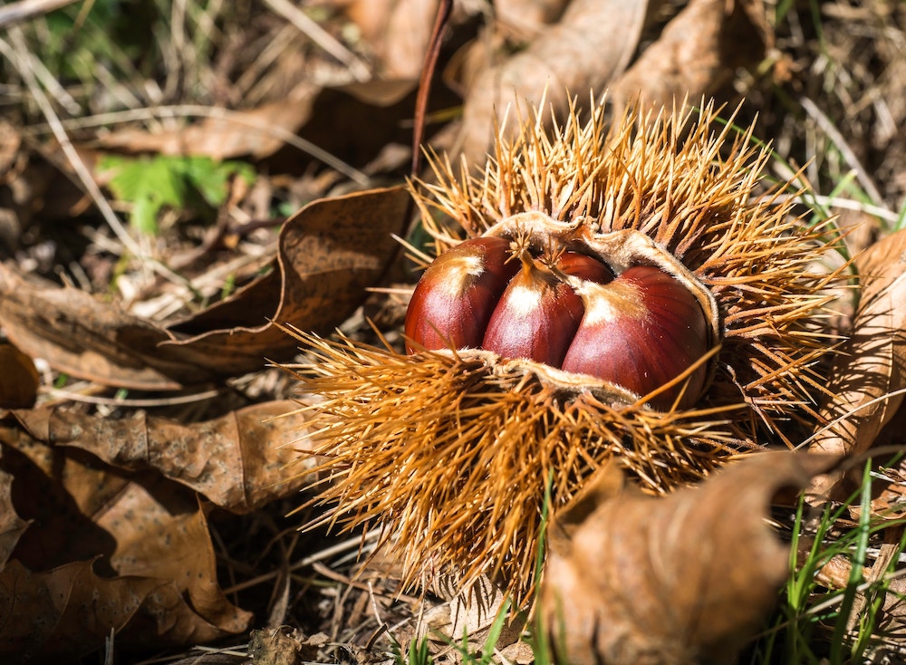 Posso Mangiare le Castagne in Gravidanza? 