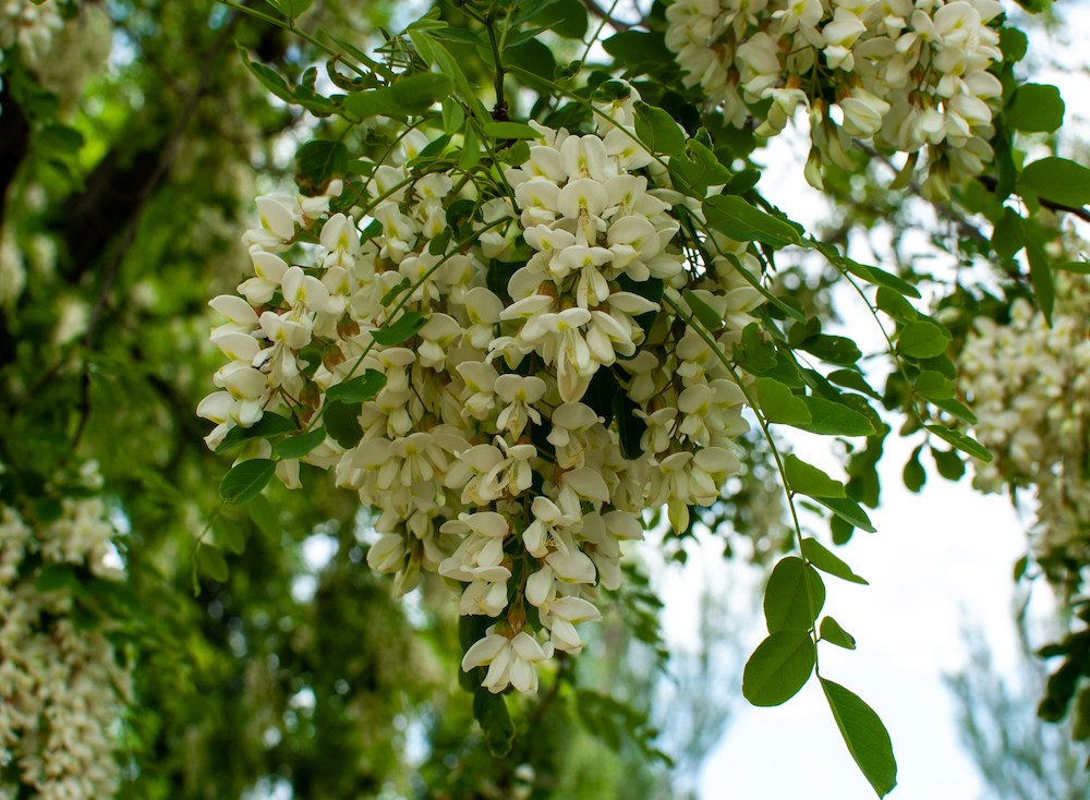 Quali sono i benefici dell'acacia?