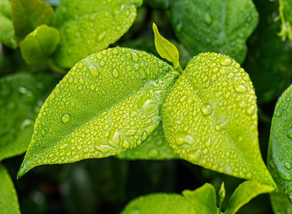 Il Fascino dei Cosmetici Biologici: Bellezza Naturale e Sostenibilità