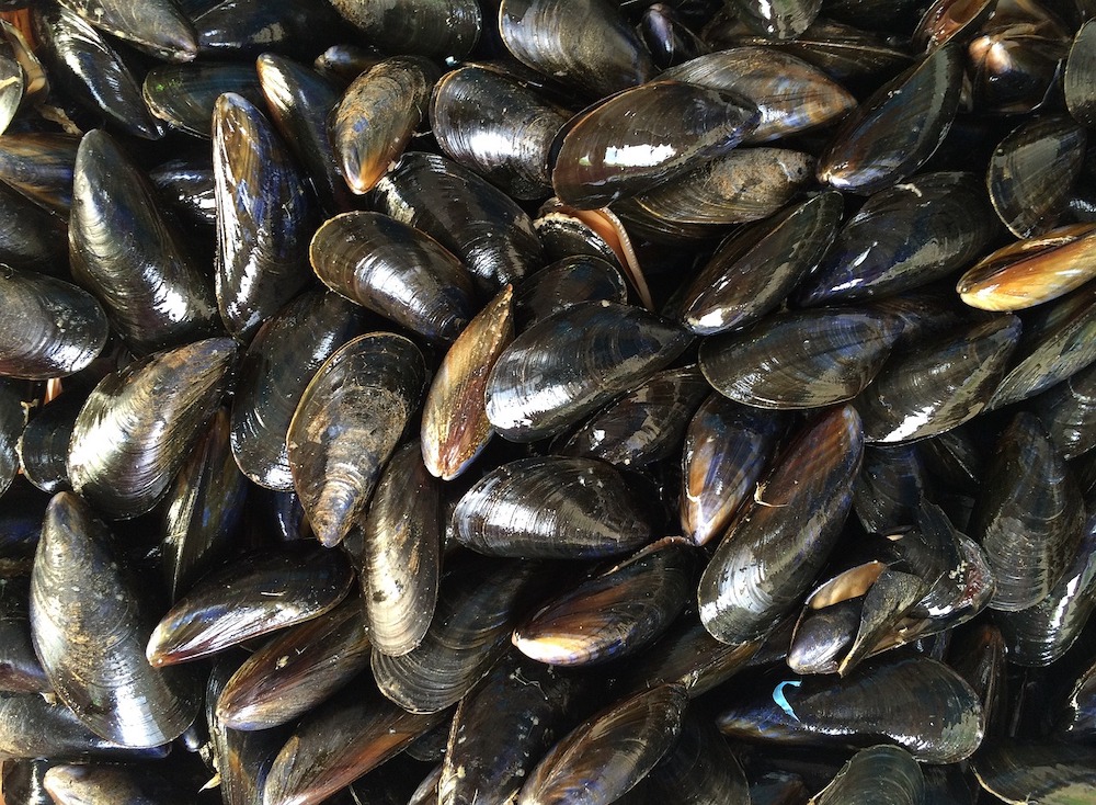 Posso mangiare le cozze in allattamento?