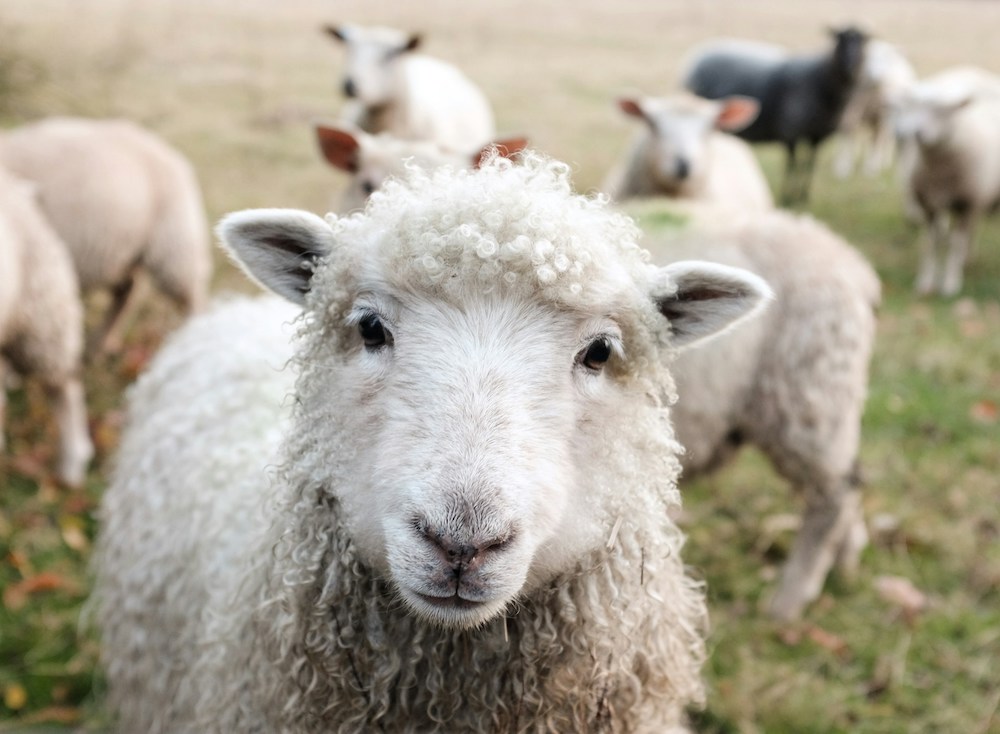 Posso mangiare il fegato di agnello in gravidanza?