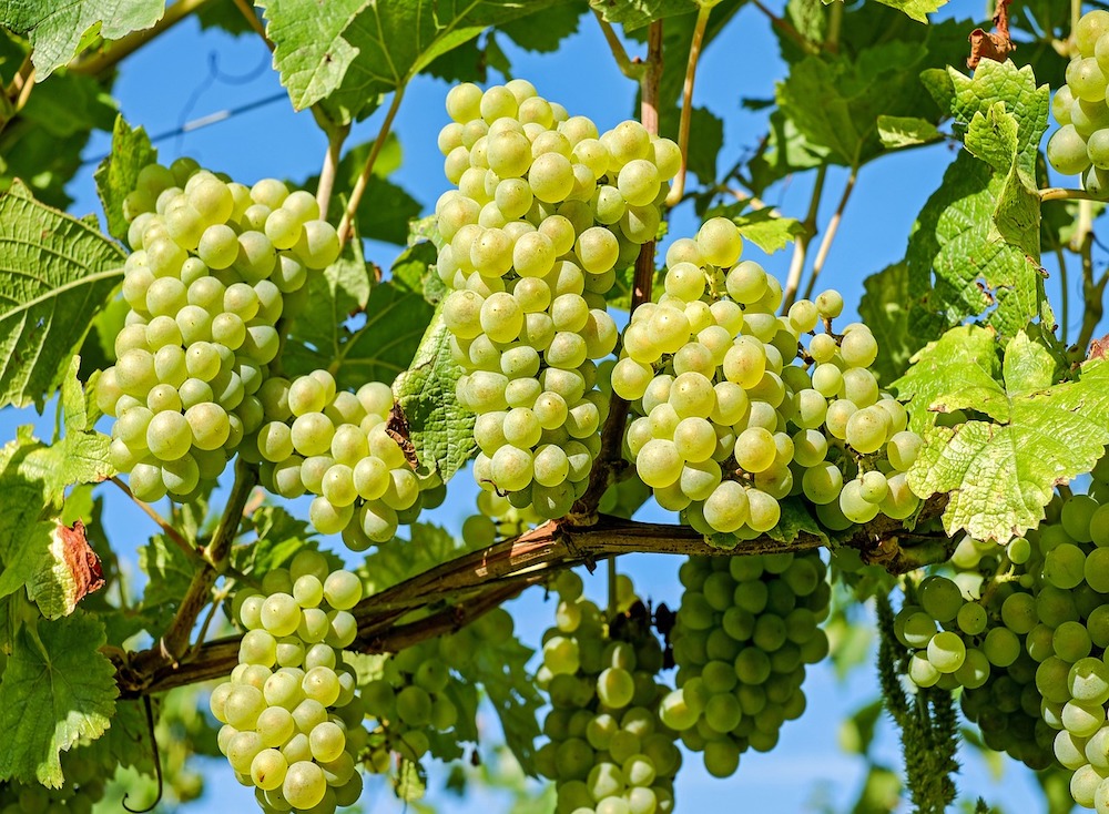 Posso Mangiare l'Uva in Gravidanza?