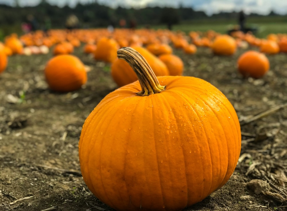 Posso mangiare i semi di zucca in gravidanza?