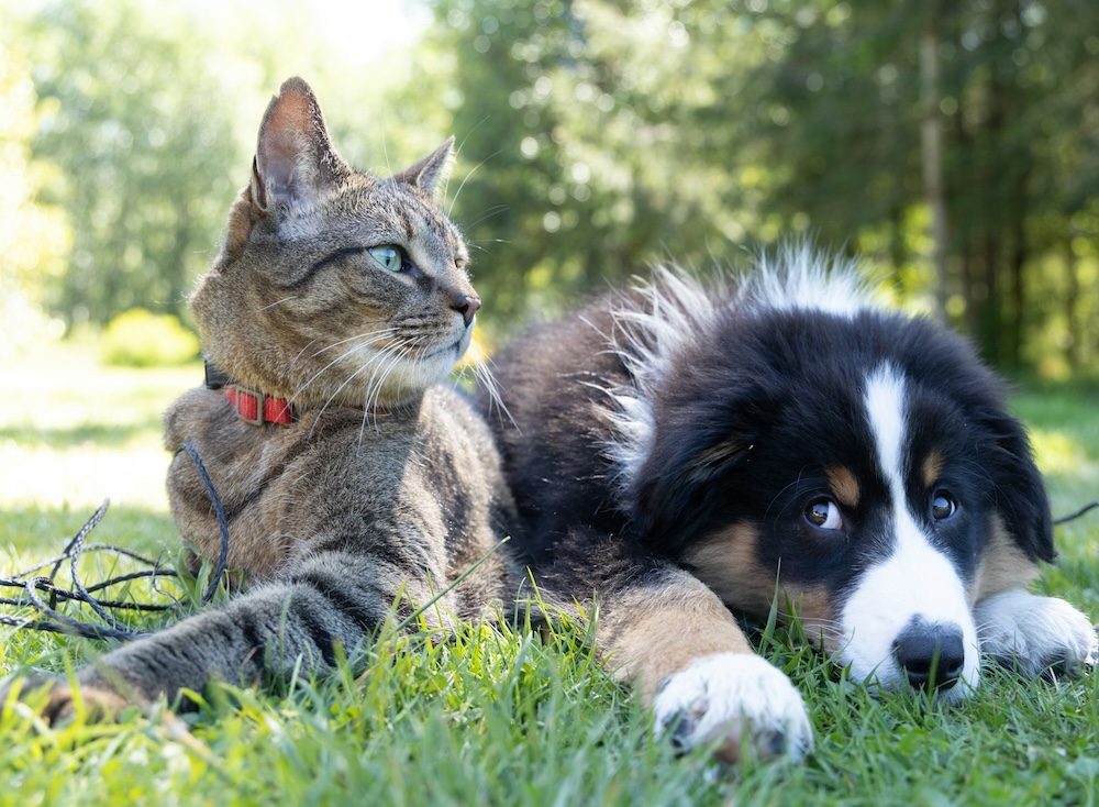 Gravidanza e Animali Domestici: Regole da Seguire e Rischi. I Cani e i Gatti Sono Pericolosi per le Donne Gravidanza?