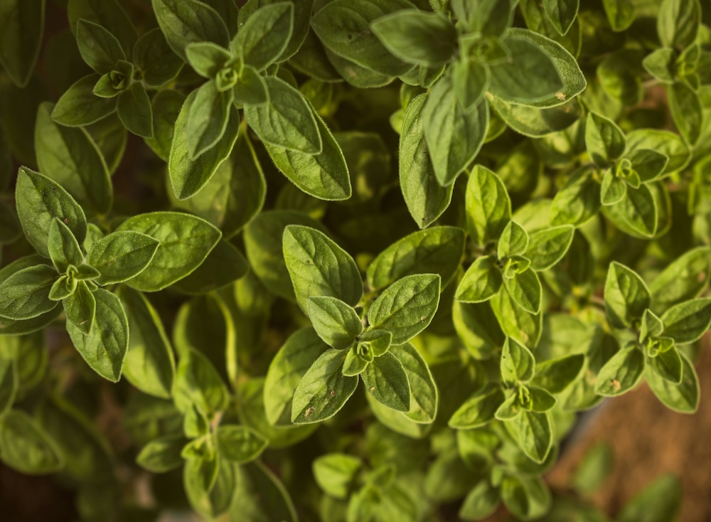 Posso mangiare l’origano in allattamento?